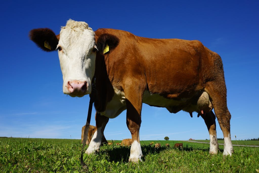 Revolucionando la Salud Animal: El Poder de las Vacunas en la Medicina Veterinaria